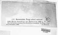 Meliola desmodii image